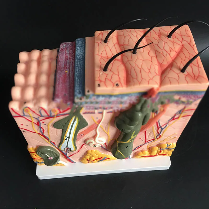 

Enlargement 85 times 3D skin model, skin section, human skin anatomical model
