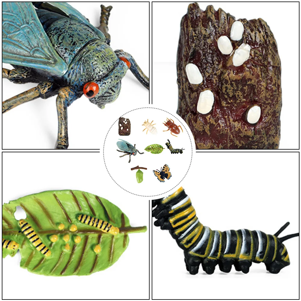 

8pcs Simulation Insect Cicada Life Cycle Educational
