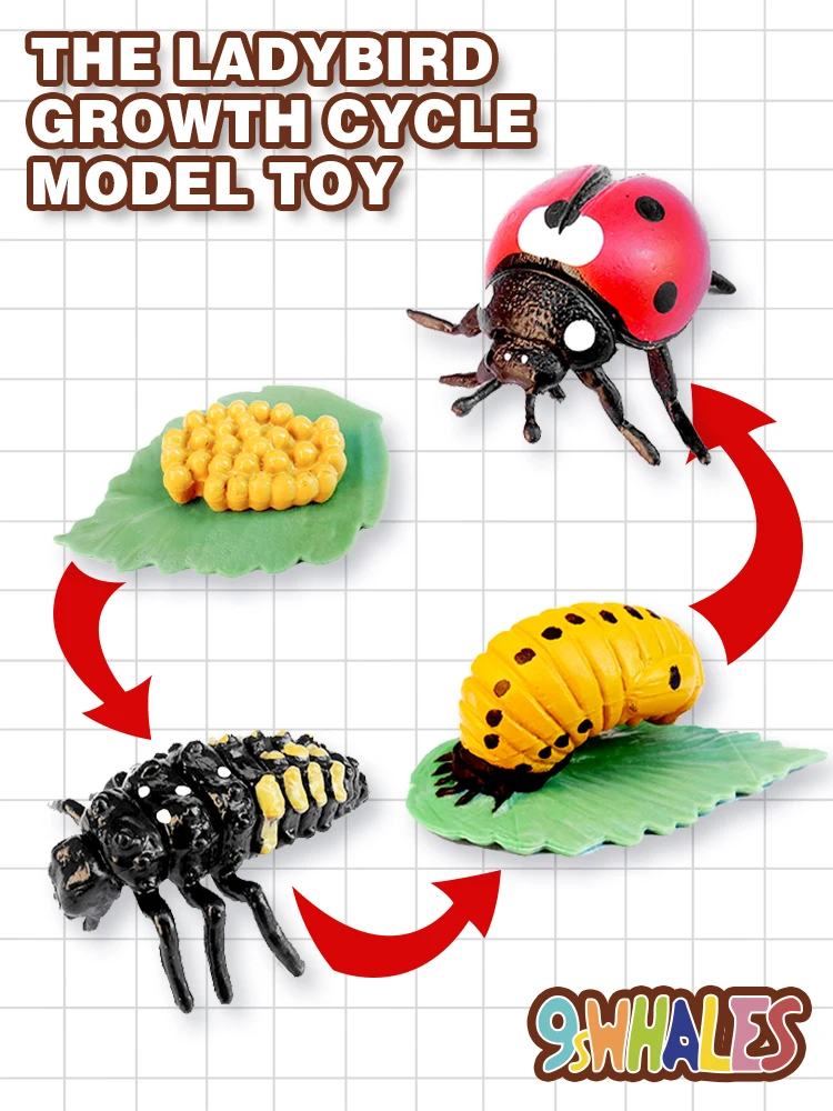 

Влажных условиях, для взрослых и детей, развивающая игрушка Божья коровка пижамы ПВХ Улитка цикл роста модель игрушка популяризации достиж...