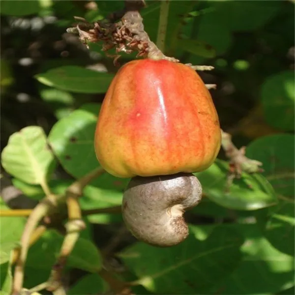 Садовое растение 5 шт. семена дерева кешью анакардиевый оксидент редкие