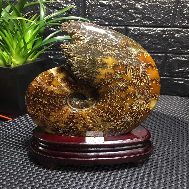 750 800 г природный Аммонит довольно NAUTILUS Мадагаскар ископаемого с лечебным