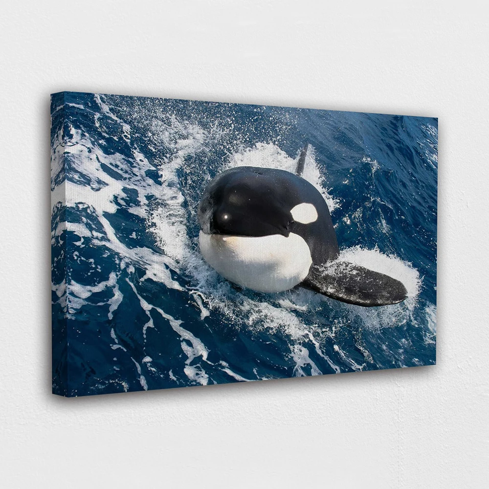 

HD Prints Killer Whale Poster Wall Art Ocean Animal Canvas Painting Home Decor For Living Room Modular Seaview Pictures Frame