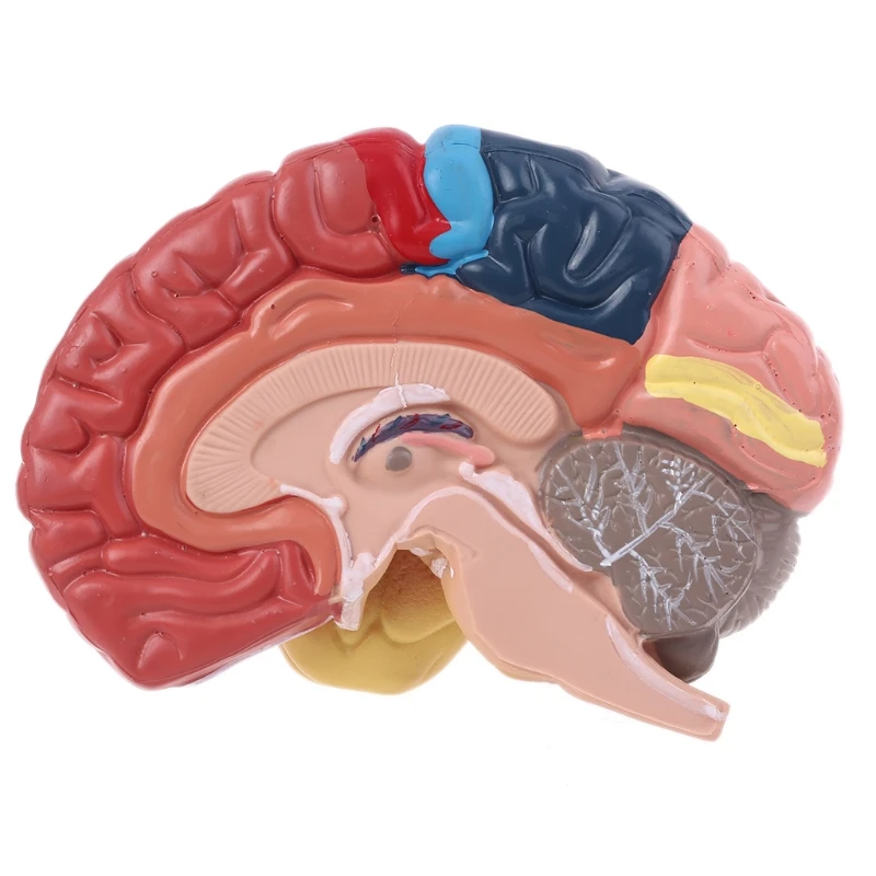 

57EC Life Size Human Brain Functional Area Model Anatomy for Science Classroom Study
