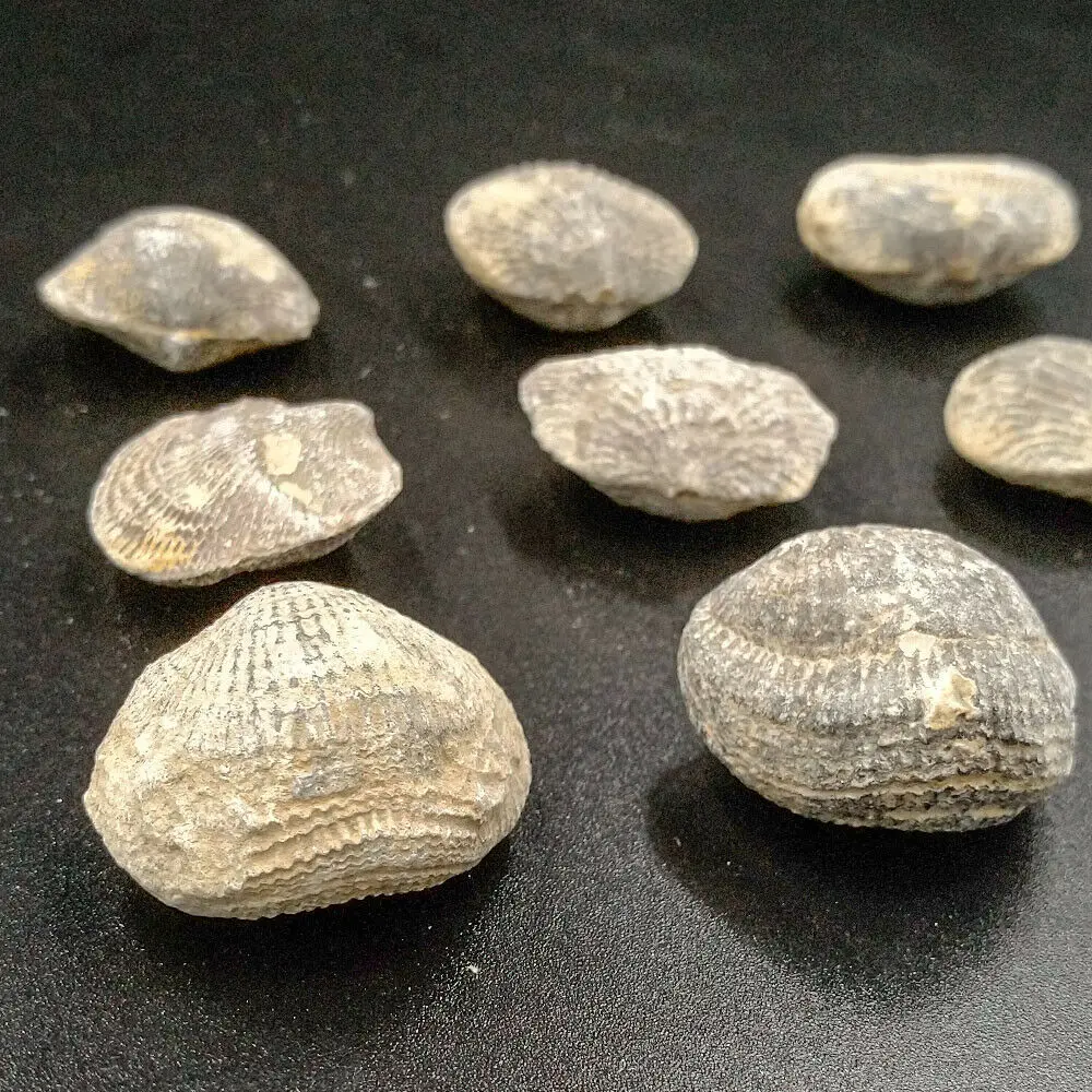 100% натуральные ископаемые морские окаменелости атрипа ретикуларис демонский