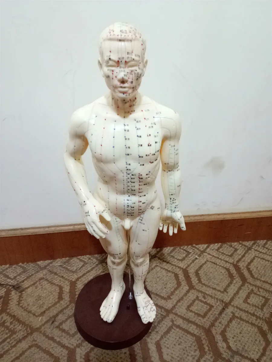 Шиньон 26 см (на китайском языке) тело иглоукалывание мужской лекарственных