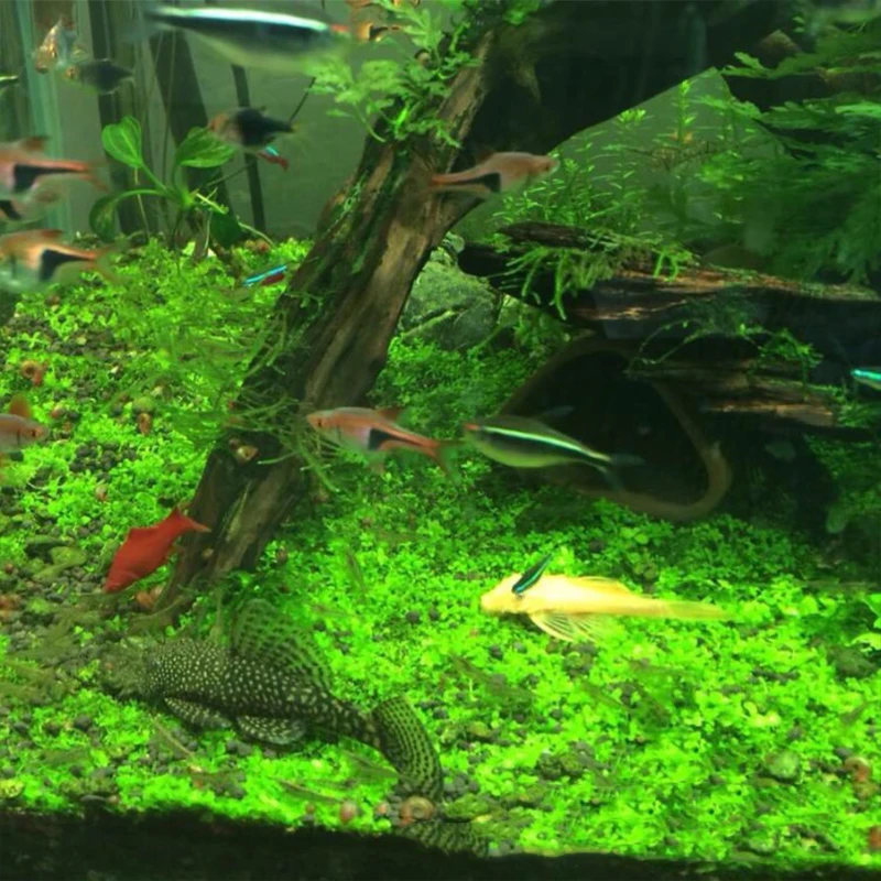 Декор для аквариума семена водной травы посылка на переднюю поверхность