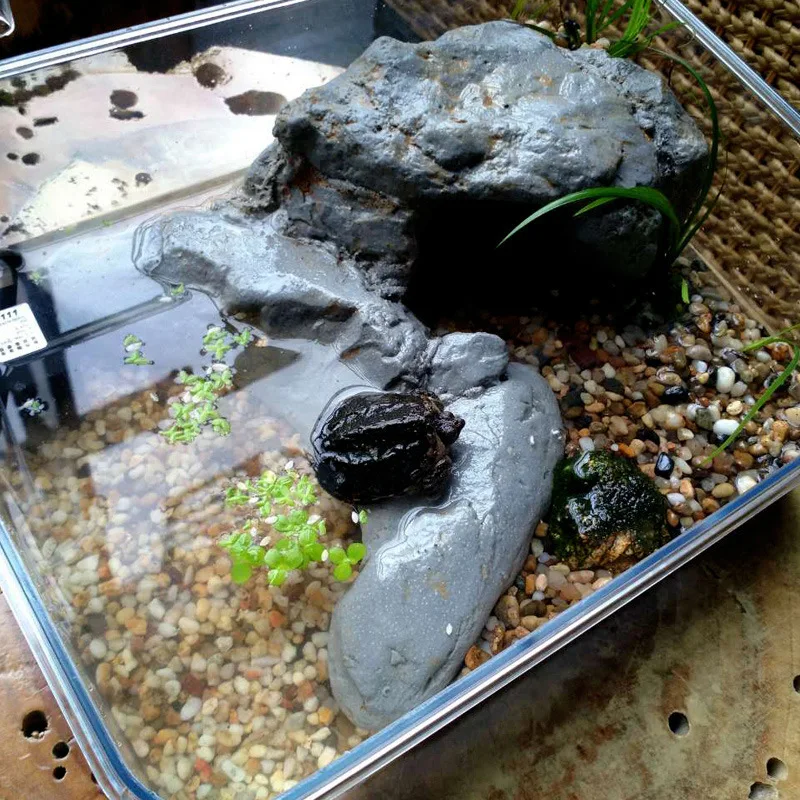 

Aquarium Reptile Bredding Box Tortoise Tank Kit Turtle Habitat Tank Fish Tank Mini Tank Desktop Mini Accessories Decoration Pet