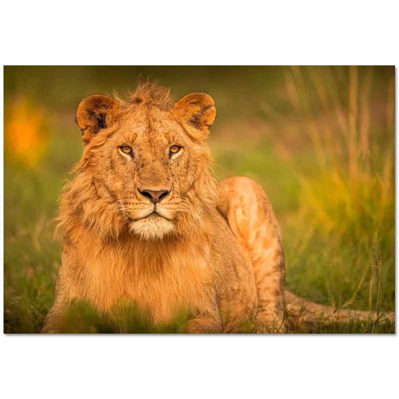 Оригинальная матерчатая Декор Фигурка животного Лев Красочные HD настенная ткань