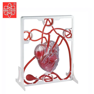 

Cardiac blood circulation model free shopping