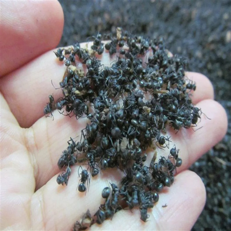 

Top Quality Polyrhachis Vicina Black Ant Extract 20:1 Powder Black Ant Extract