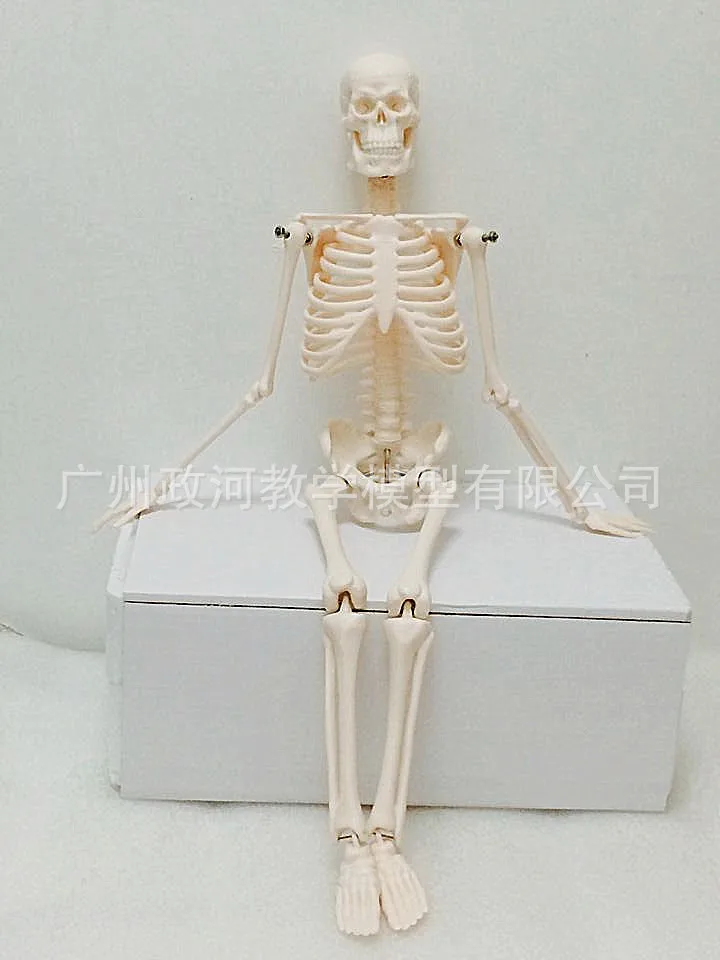 

45CM Mini Human Anatomy Skeleton Model Medical Standard for Fine Arts and Medicine Stand Poster Medical Learn Aid Biology