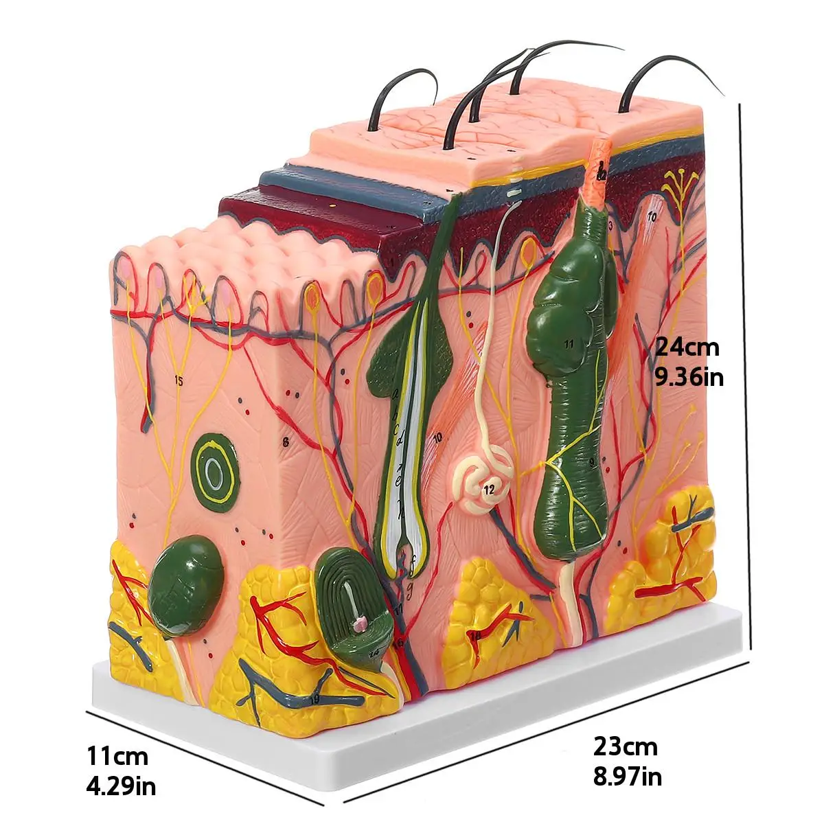 

50 Times Human skin model Block enlarged Plastic hair Layer structure Anatomical Anatomy Medical Teaching Tool