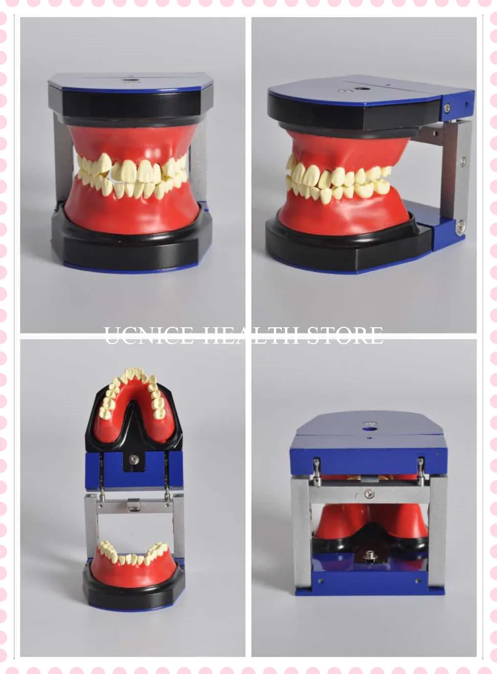 Стоматологическая Ортодонтическая типодонт модель зубов M8017/Стоматологическая
