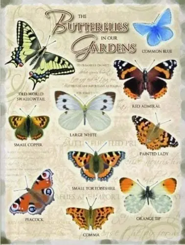 

The Butterflies In Our Garden Include Ordinary Blue Butterfly Home Kitchen Shed Garden Center Greenhouse Metal Tin Wall Sign