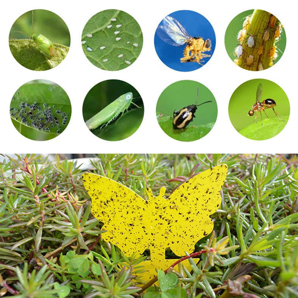 

Catcher Fungus Gnats Butterfly Shaped Yellow Strong Glue Fruit Fly Garden Pest Control Dual Sided Sticky Traps For Aphids Insect