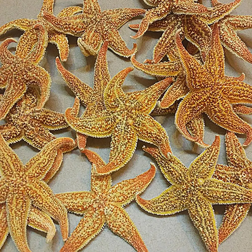 

2Pcs Natural Dried Starfish Sea Star Beach Craft Wedding Party Home Decoration