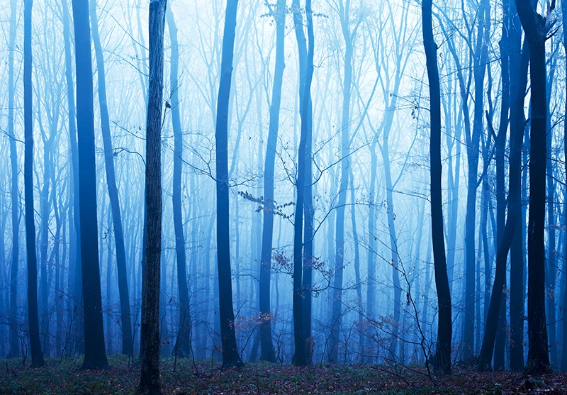 Туманный лес хэллоуин фотография осенний пейзаж Сказочная страна чудес наружный