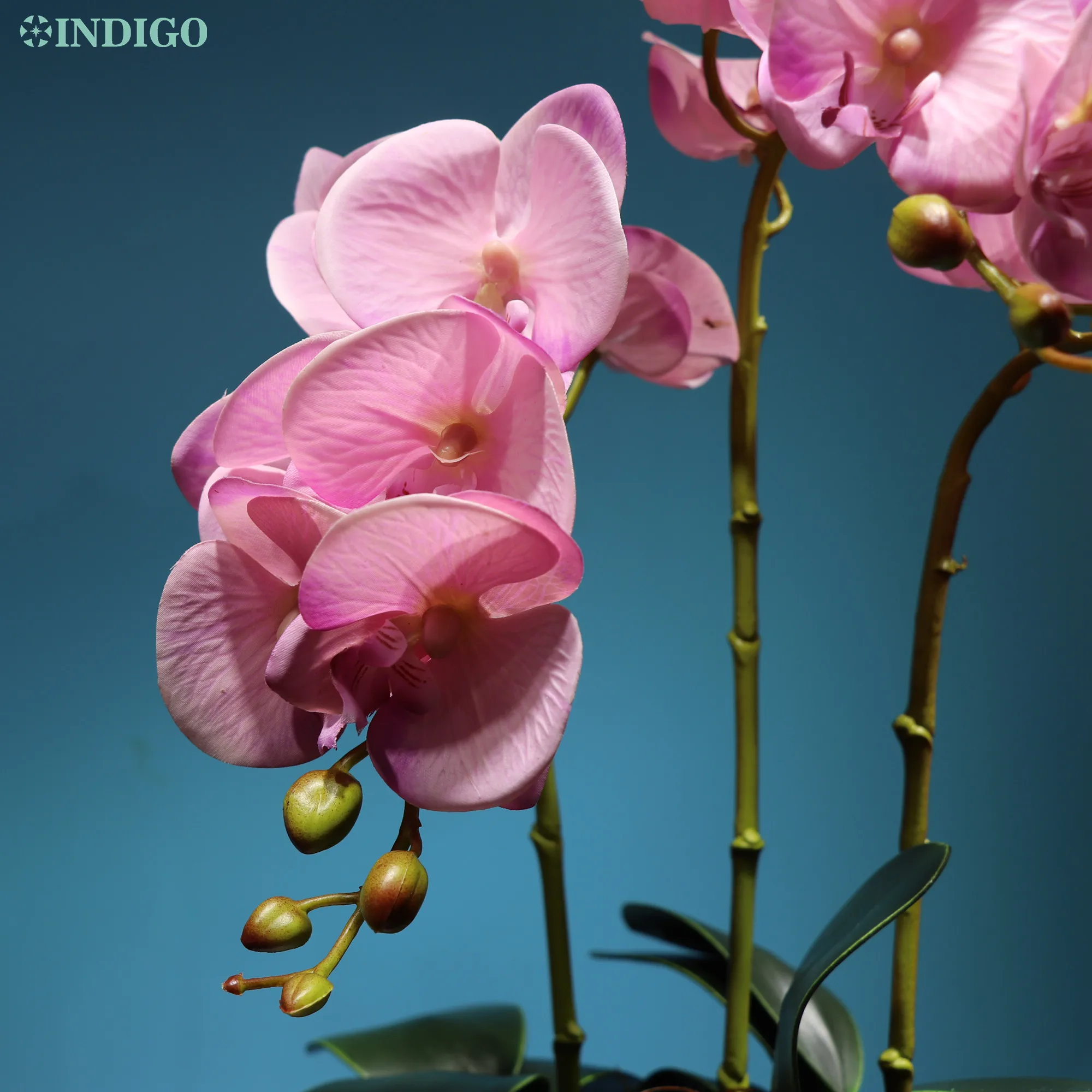 Индиго розовый фаленопсис Бабочки Орхидеи 3D печать лепестки Настоящее