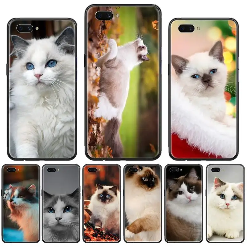 

eye funny lovely ragdoll cat Phone Case For OPPO F 1S 7 9 K1 A77 F3 RENO F11 A5 A9 2020 A73S R15 REALME PRO