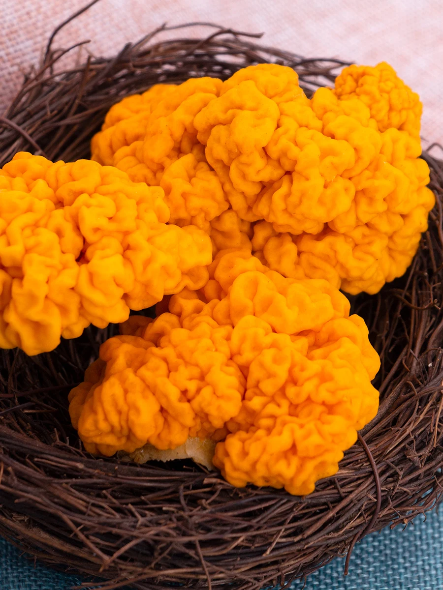 

Fresh ear fungus in yunnan gold ear fungus tremella kelly ear 500 g