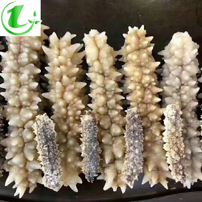 Thorn King Black Thorn King, Wild Dry Thorn King, Thorn Yellow Sea Cucumber 100g about 28 Sea Cucumbers