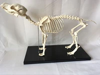anatomical canine skeleton pet dog veterinary teaching animal model