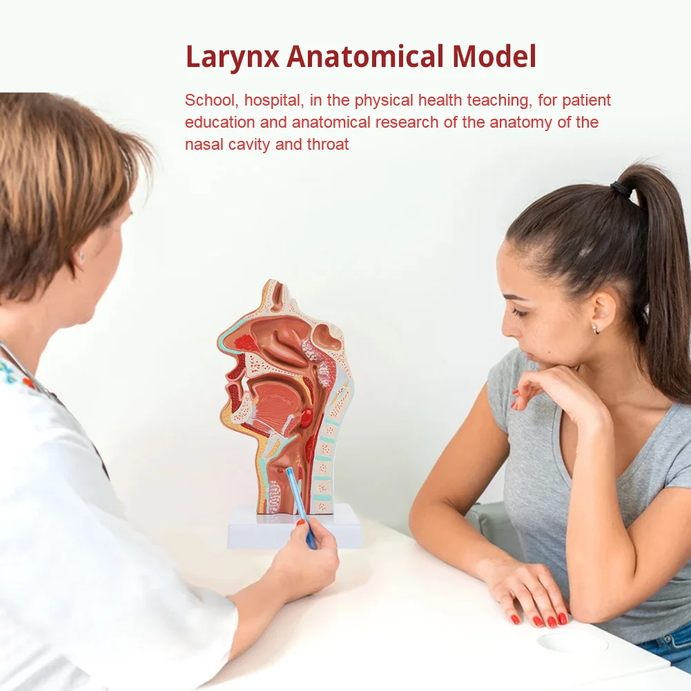 Медицинская анатомическая модель для лечения болезней ларинкса и фармацевтики