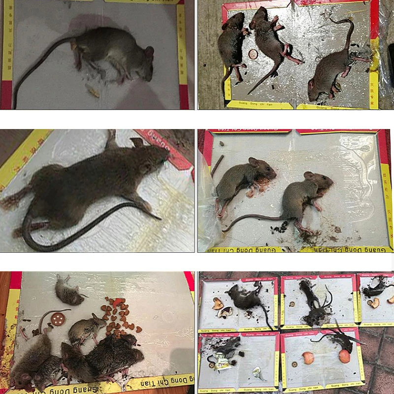 Нетоксичная прочная липкая пластина для мыши крысиный вредитель