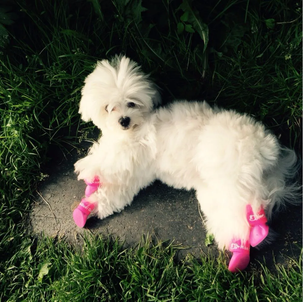 Новая милая собака сапоги Водонепроницаемый защитный резиновый силиконовый