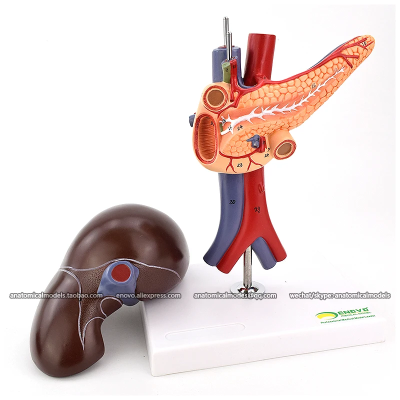 13019/анатомическая модель разложения duodenum | Канцтовары для офиса и дома