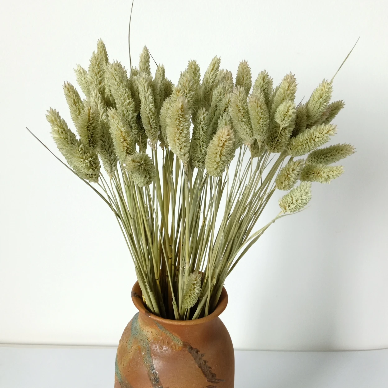 

Dried Rabbit Tail Grass,Dried Phalaris Grass,Canary Grass for Wedding Decor
