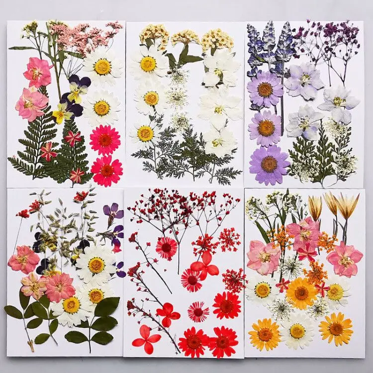 

Маленькие сухие цветы QIAOQIAO «сделай сам», прессованные цветы, восстановленные цветы «сделай сам», украшение для дома, мини-цветы