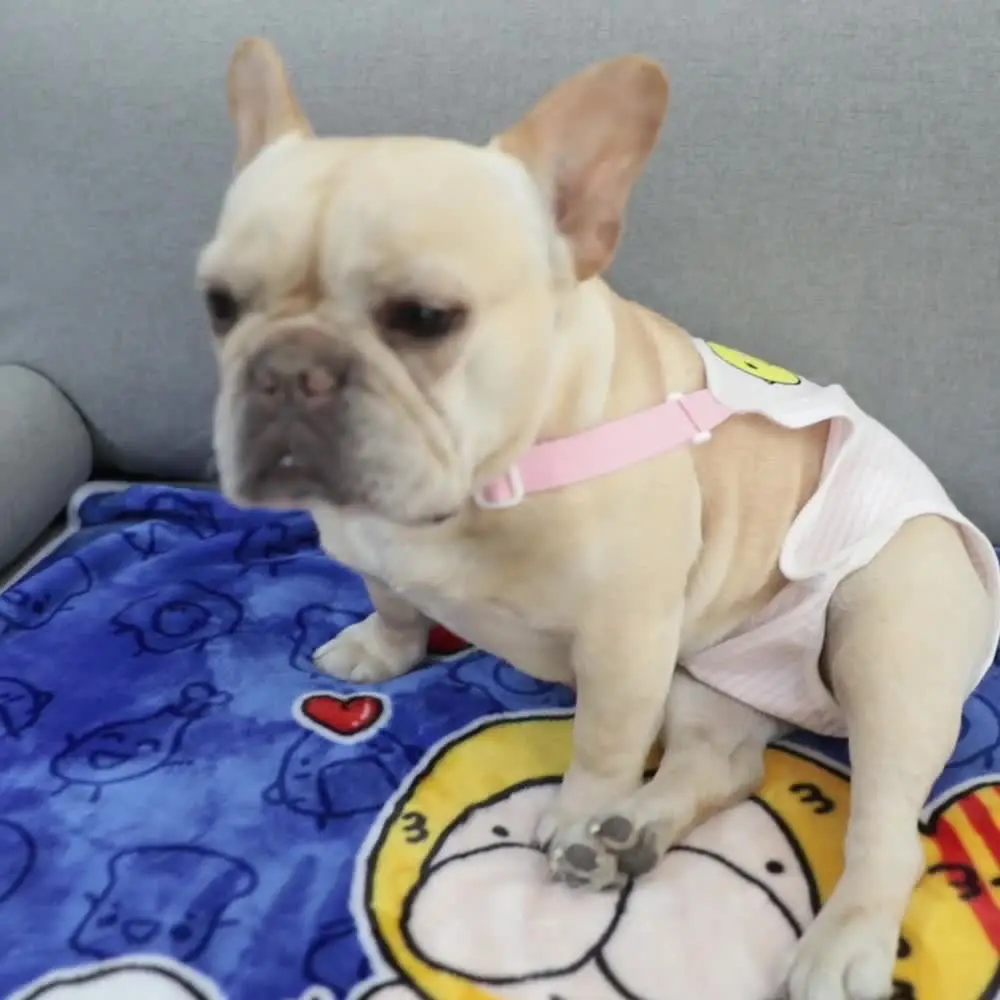 

Pet Dog Shorts Diaper Sanitary Physiological Pants Clothes Washable Soft Female Dog Shorts Panty Menstruation Pants Pet Supplier