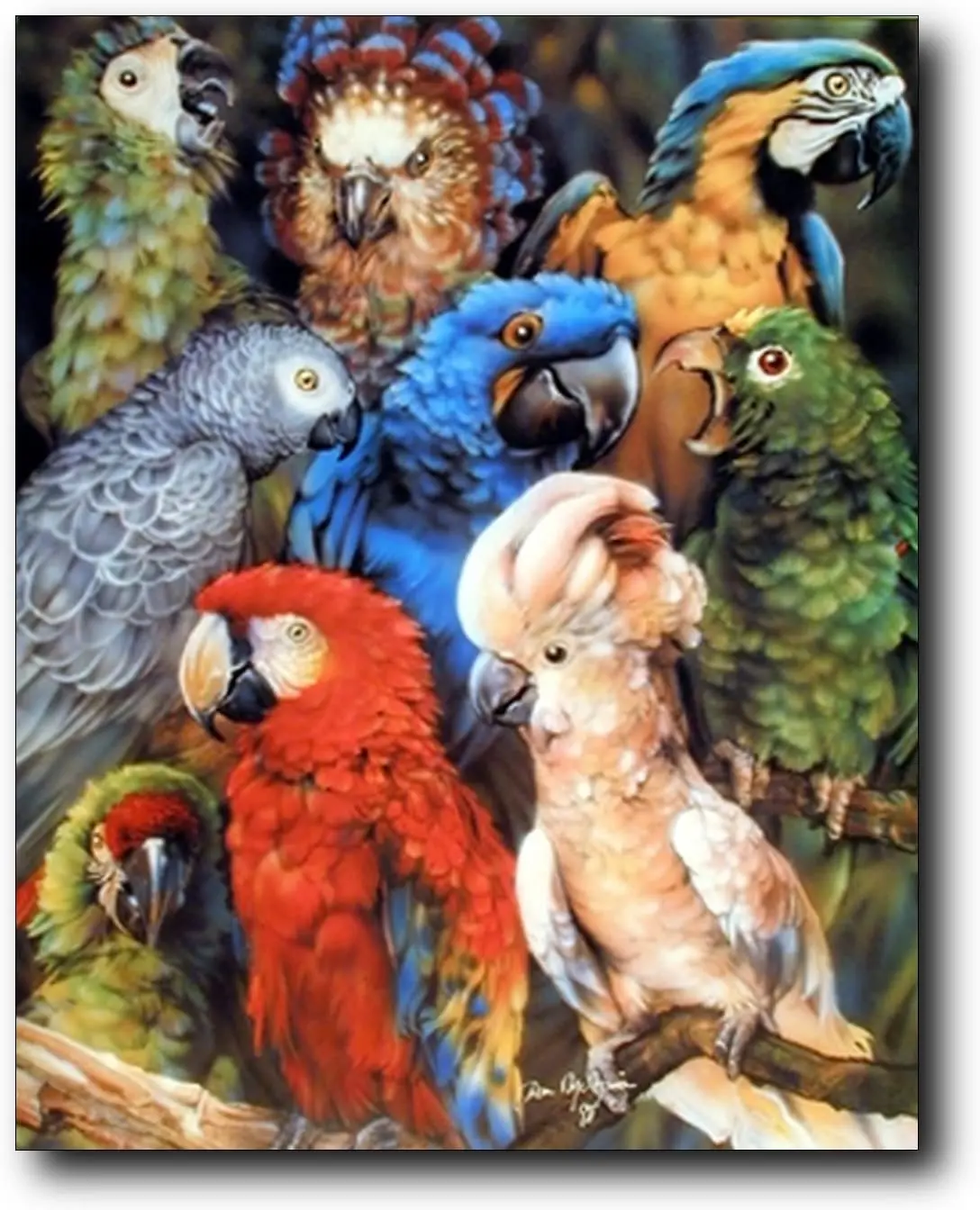 

Parrots Wall Decor Collage Tropical Birds Animal Art Print Poster