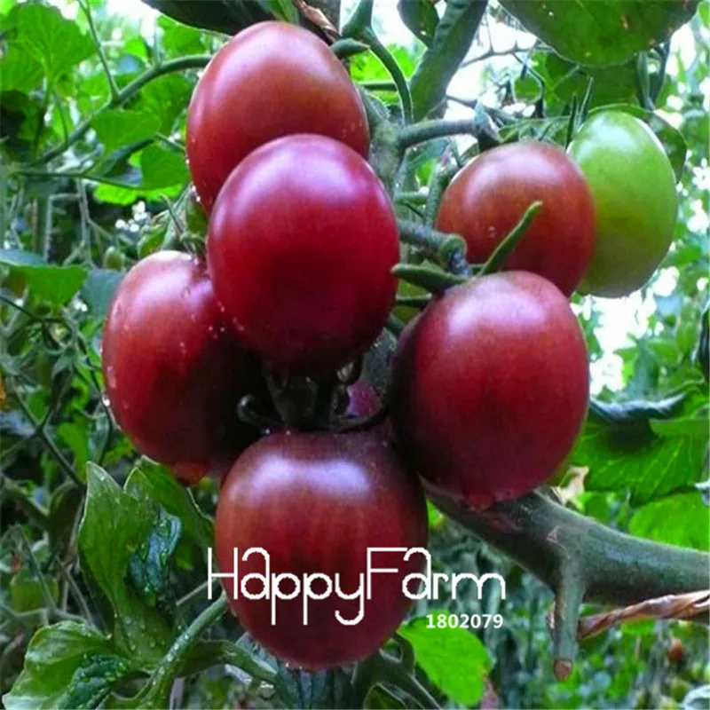 New Fresh 20 Pcs/Lot Rainbow Tomato Plants, bonsai organic vegetable& fruit Plantas,potted plant for home&garden - Цвет: 5
