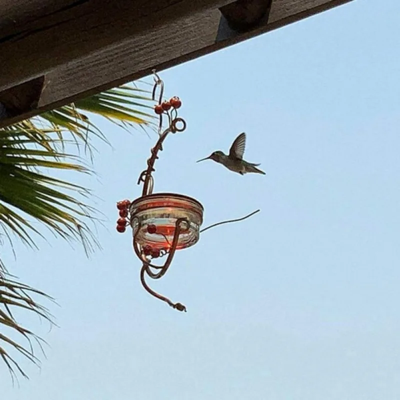 

Hummingbird Feeders For Outdoors Feeder Bird Water Drinker Feeder Waterer Pet Bird Supplies Dispenser Bottle Drinking Cup Feeder