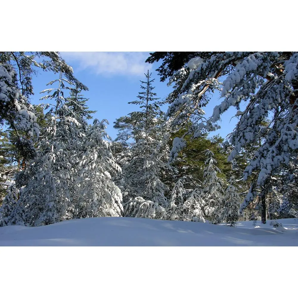 

Vinyl Custom Photography Backdrops Prop Winter landscape Theme Photography Background 200309HD-012