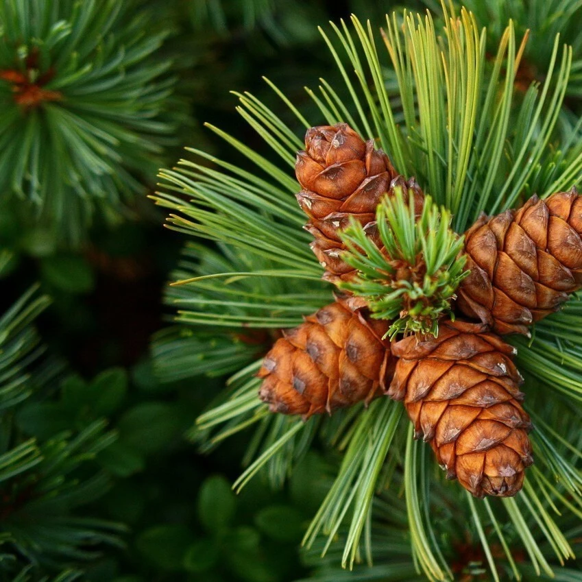 OrganicMir/ Крем кедровый для кожи вокруг глаз Нежность кедра / омоложение SPF 15