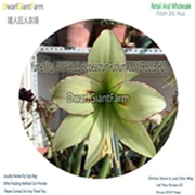 18 Ngryise 5 шт. набор Hippeastrum rutilum Amaryllis - Цвет: 18