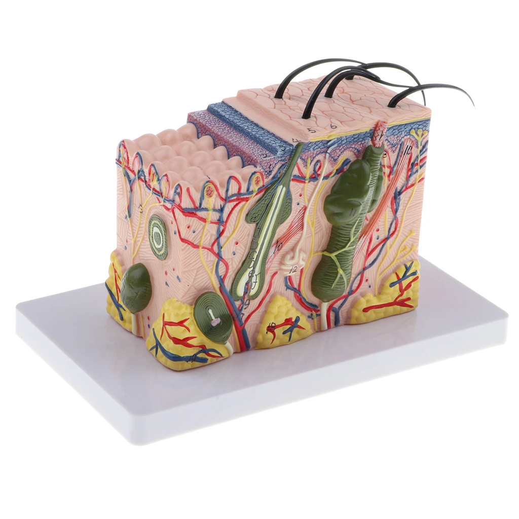 

Human Skin Subcutaneous Tissue Dissection Model Magnify 35X