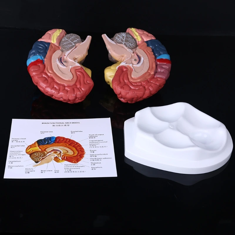 

Life Size Human Brain Functional Area Model Anatomy for Science Classroom Study Display Teaching Sculptures School