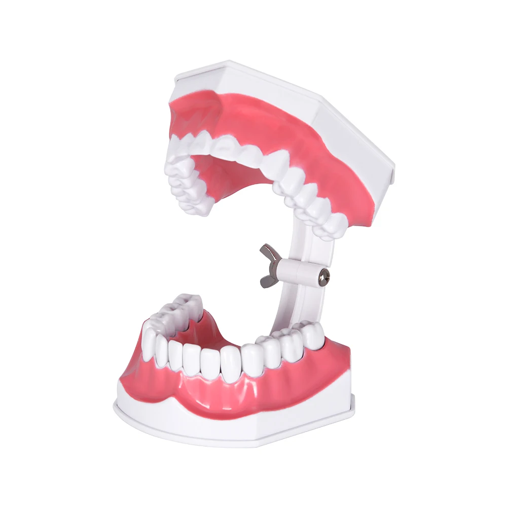 Стоматологическая модель зубов 1: 2 зуба большой школьное оборудование для