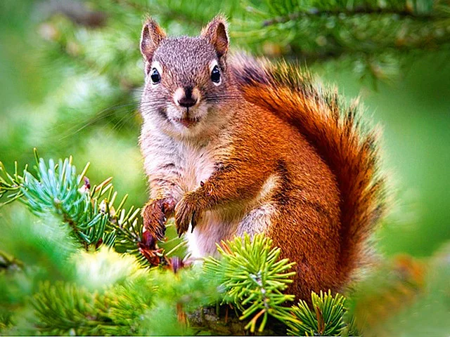 

Алмазная живопись, животные, белка, 5d, мозаика «сделай сам», полностью квадратная, круглая, сверло, Алмаз Стразы, алмазная вышивка, картины