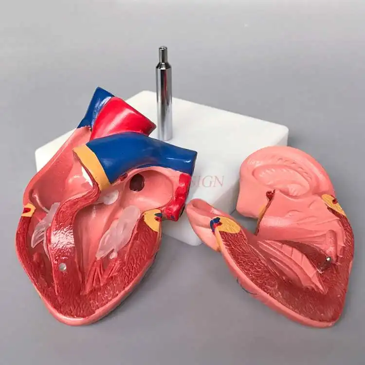 Большая модель сердца анатомическая увеличенная сердечно сосудистая