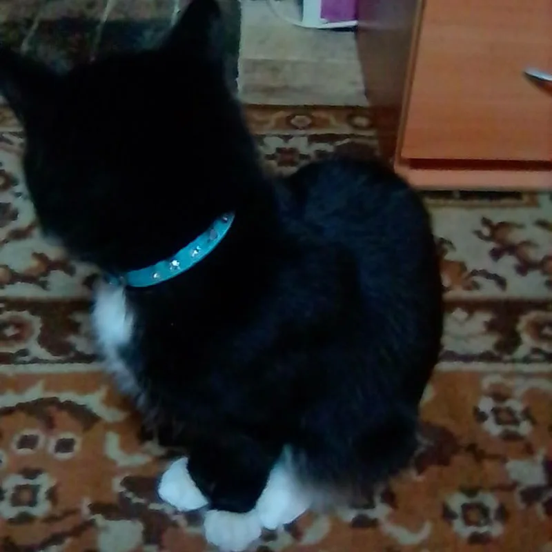 Милый ошейник для кошек с кристаллами Однорядный кожаный домашних животных