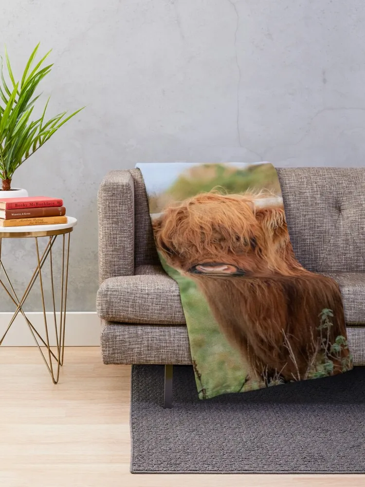Long haired Highland cattle cow Highlander Heilan coo Thurso The Highlands Scotland | Дом и сад