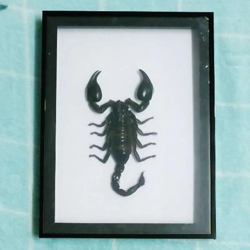 

Big Black Scorpion Real Specimen Photo Frame Home Furnishings Suitable for Interior Decoration Collection Art Crafts