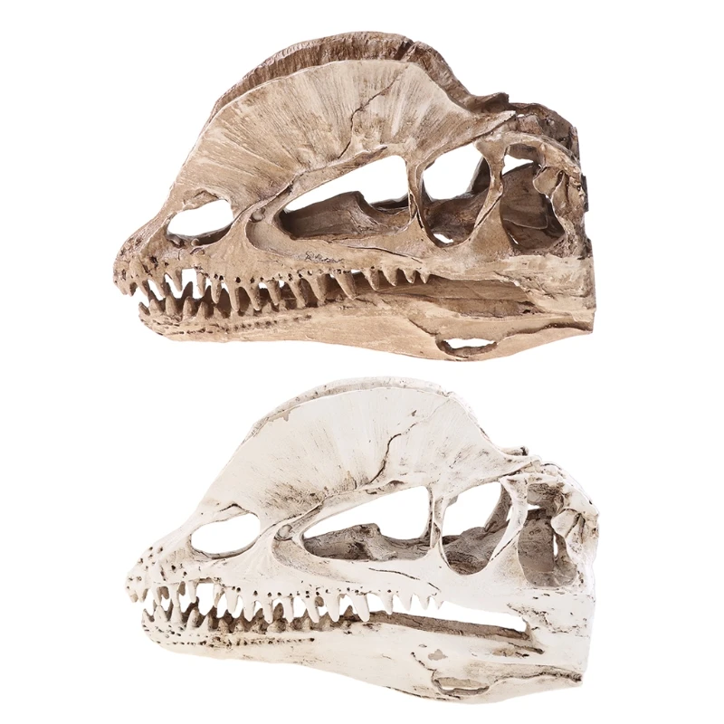 

Dilophosaurus Dinosaur Skull Resin Crafts Fossil Skeleton Teaching Model Halloween Home Office Decoration Gift Homeroom Decor