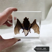 artificial amber ornaments real plant animal and insect specimens turtle toad dragonfly starfish creative home tableware