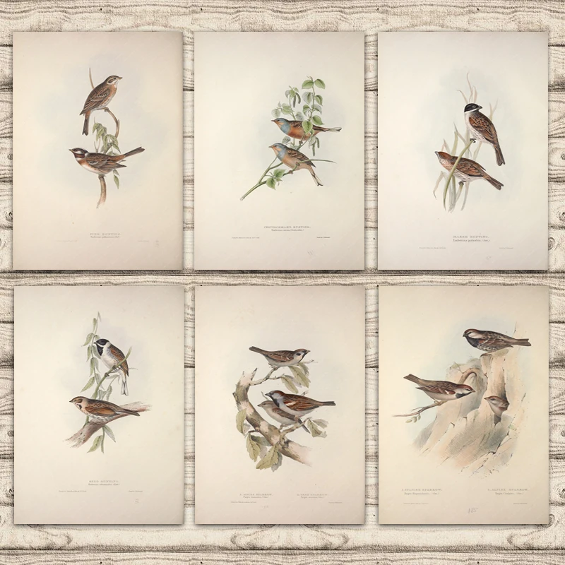 Язычковая болотная сосна флажки испанские блестки европейские птицы Картина на